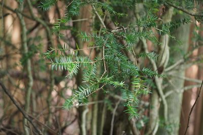 Torreya nucifera, photographed by harum.koh