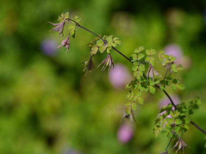 Thalictrum platycarpum, photographed by Dinesh Valke