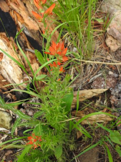 Castilleja patriotica, photographed by Laura Gaudette