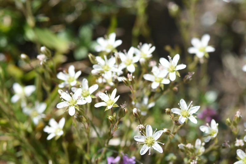 Minuartia recurva, photographed by Étienne Léveillé-Bourret