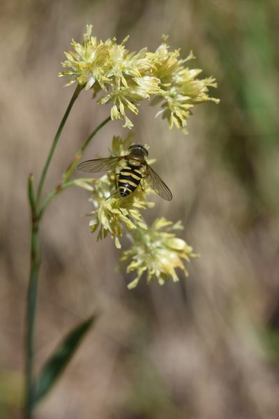 Luzula lutea, photographed by Étienne Léveillé-Bourret