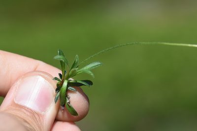 Androsace obtusifolia, photographed by Étienne Léveillé-Bourret