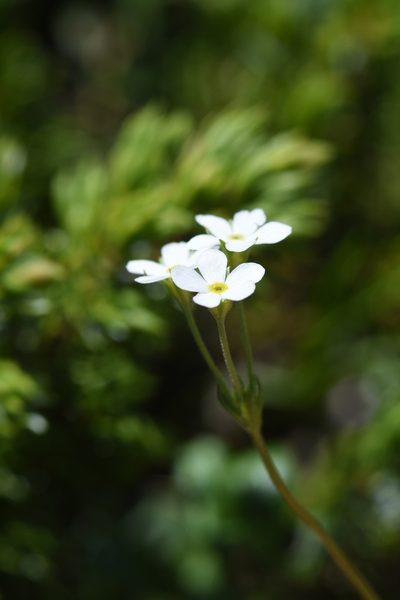 Androsace obtusifolia, photographed by Étienne Léveillé-Bourret