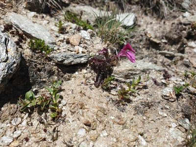 Pedicularis kerneri, photographed by Étienne Léveillé-Bourret