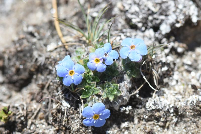 Eritrichium nanum, photographed by Étienne Léveillé-Bourret