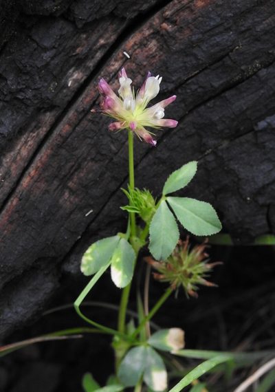 Trifolium pinetorum, photographed by Laura Gaudette