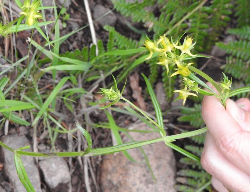 Halenia rothrockii, photographed by Laura Gaudette