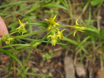 Halenia rothrockii, photographed by Laura Gaudette