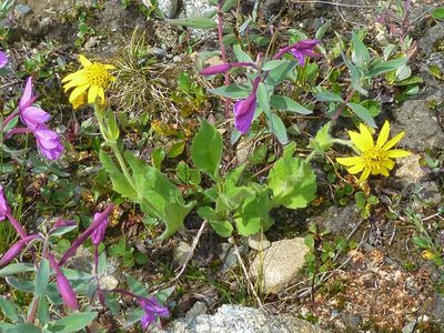Arnica mollis, photographed by Syd Cannings