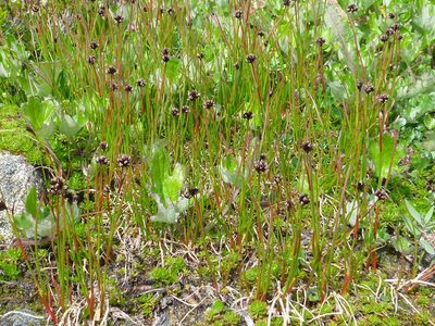 Juncus mertensianus, photographed by Syd Cannings