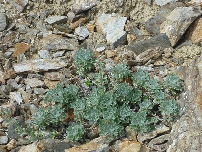 Artemisia alaskana, photographed by Syd Cannings