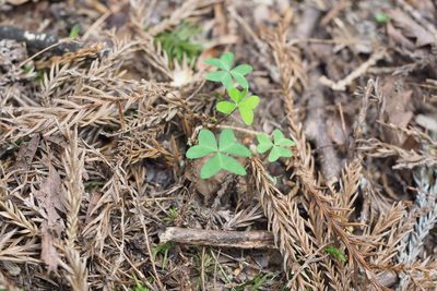 Oxalis nipponica, photographed by harum.koh