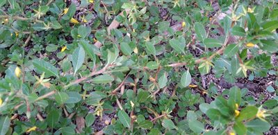 Ludwigia grandiflora, photographed by purperlibel