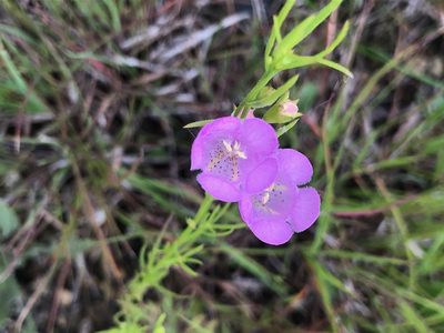 Agalinis aspera, photographed by Owen McElroy