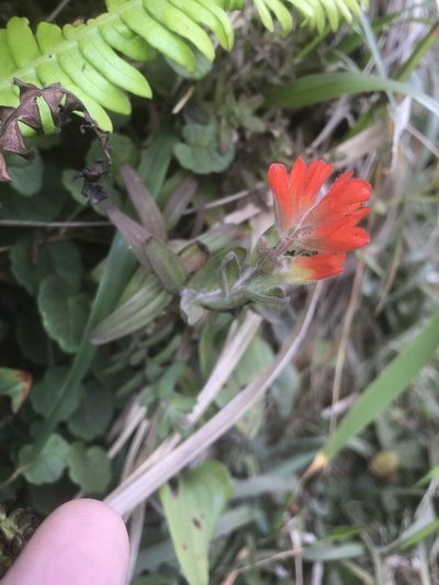 Castilleja litoralis, photographed by Alan Weakley