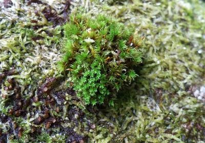 Zygodon conoideus, photographed by George Greiff