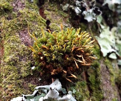 Ulota intermedia, photographed by George Greiff
