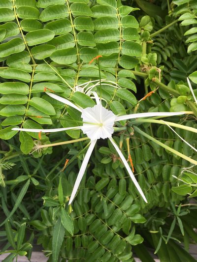 Hymenocallis latifolia, photographed by Alan Weakley