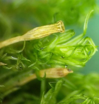 Ulota crispula, photographed by George Greiff