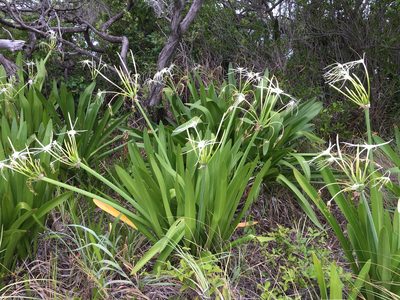 Hymenocallis latifolia, photographed by Alan Weakley