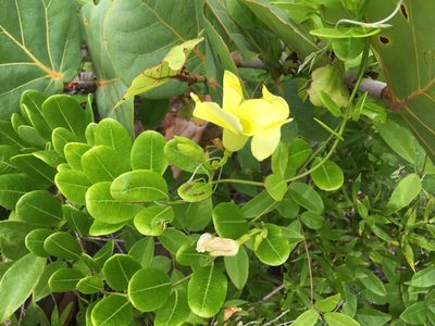 Pentalinon luteum, photographed by Alan Weakley