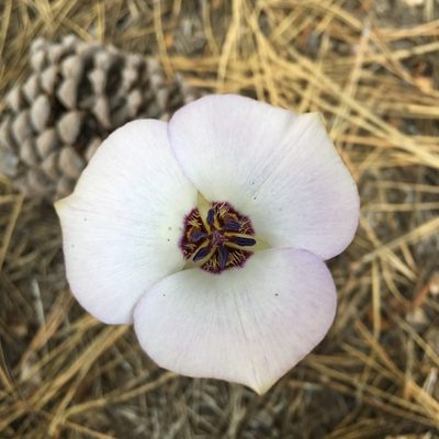 Calochortus invenustus, photographed by Adam J. Searcy