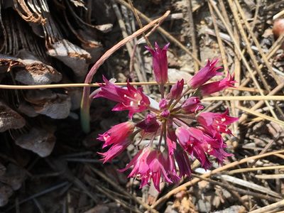 Allium fimbriatum, photographed by Adam J. Searcy
