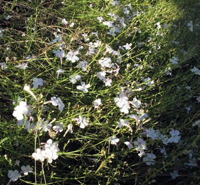 Penstemon ambiguus, photographed by Catherine C. Galley