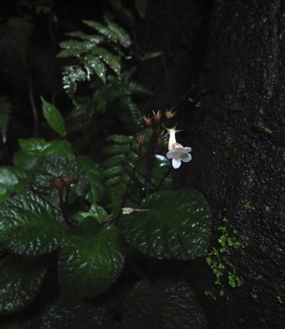 Jerdonia indica, photographed by Siddarth Machado