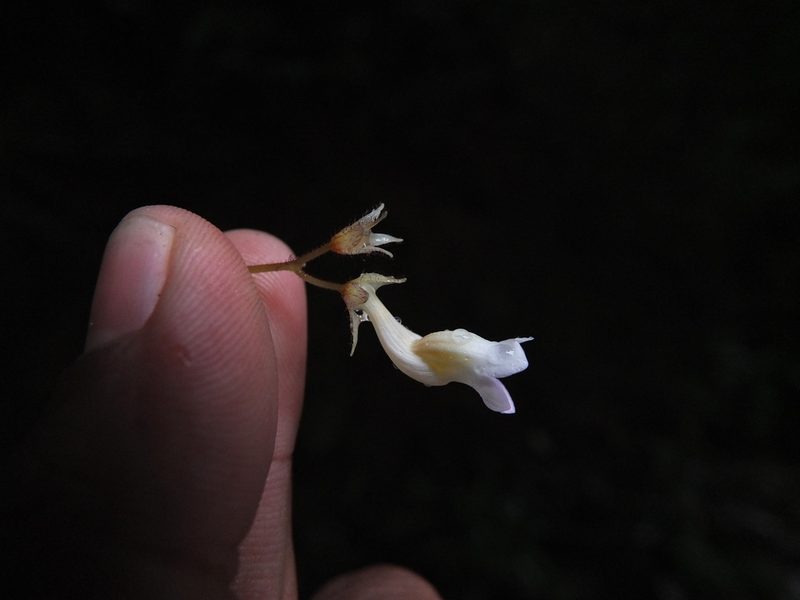 Jerdonia indica, photographed by Siddarth Machado