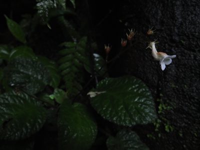Jerdonia indica, photographed by Siddarth Machado
