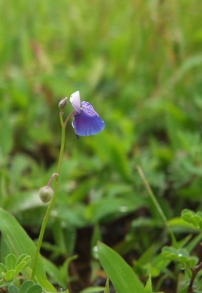 Utricularia albocaerulea, photographed by Siddarth Machado