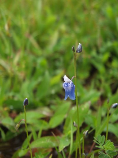 Utricularia albocaerulea, photographed by Siddarth Machado
