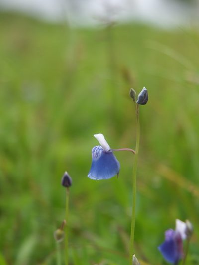 Utricularia albocaerulea, photographed by Siddarth Machado