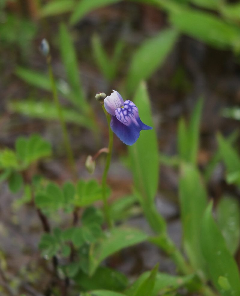 Utricularia albocaerulea, photographed by Siddarth Machado