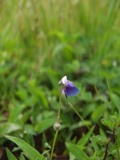 Utricularia albocaerulea, photographed by Siddarth Machado