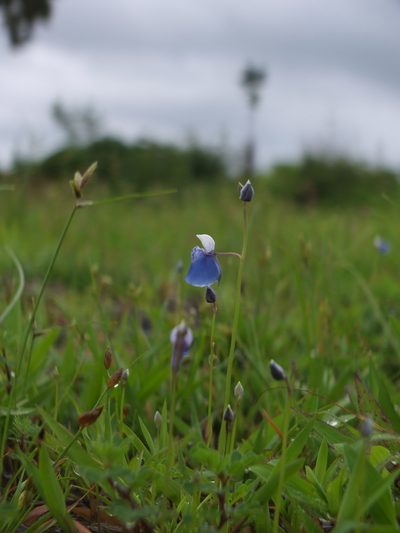 Utricularia albocaerulea, photographed by Siddarth Machado