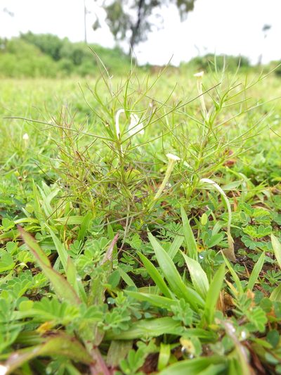 Rhamphicarpa fistulosa, photographed by Siddarth Machado