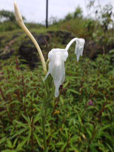 Curcuma scaposa, photographed by Siddarth Machado