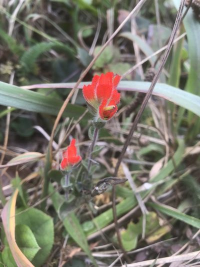 Castilleja litoralis, photographed by Alan Weakley