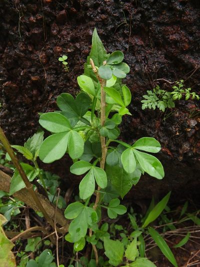 Naregamia alata, photographed by Siddarth Machado