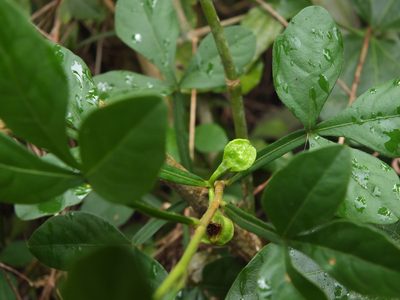 Naregamia alata, photographed by Siddarth Machado