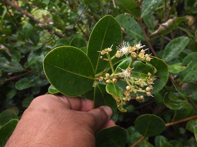 Syzygium caryophyllatum, photographed by Siddarth Machado