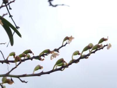 Aerides maculosa, photographed by Siddarth Machado