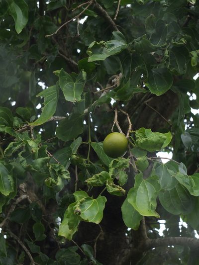 Strychnos nux-vomica, photographed by Siddarth Machado