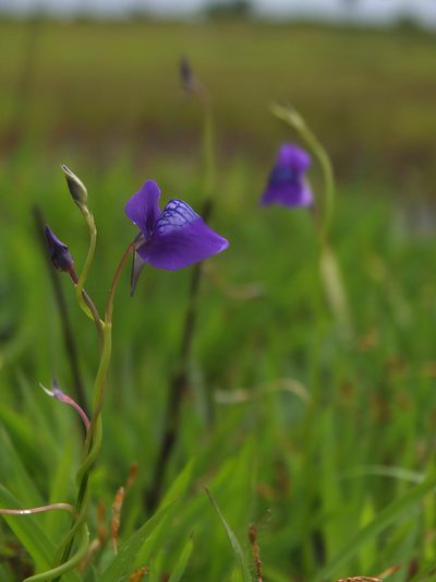 Utricularia reticulata, photographed by Siddarth Machado