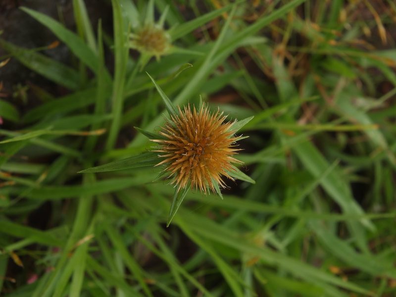 Rhynchospora wightiana, photographed by Siddarth Machado