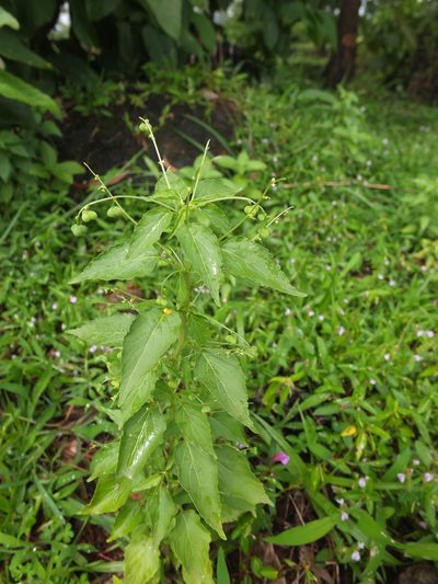 Micrococca mercurialis, photographed by Siddarth Machado