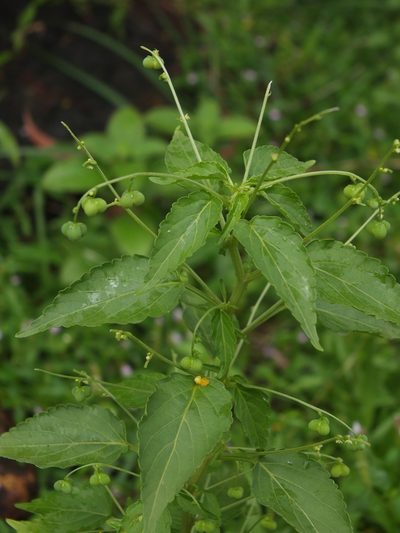 Micrococca mercurialis, photographed by Siddarth Machado