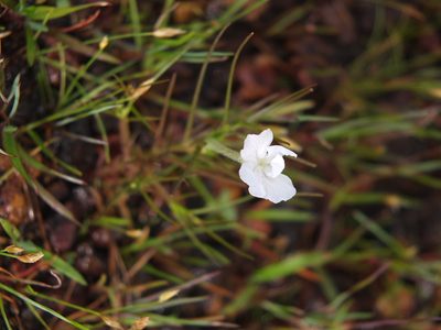 Rhamphicarpa fistulosa, photographed by Siddarth Machado